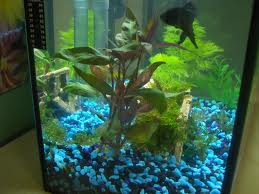 Brazil Sword,Spath , Peace Lilies
